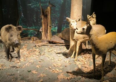 Białowieża Kraina żubra