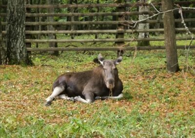 Białowieża Kraina żubra