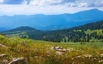 Najlepsze miejsca na zieloną szkołę w Karpatach – na co zwracać uwagę?