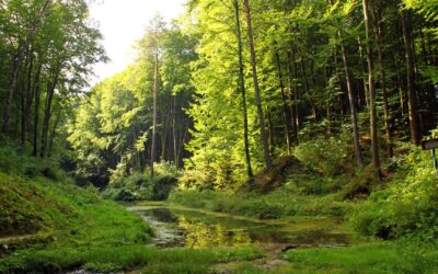 Roztocze z uczniami, czyli nieodkryty region na mapie wycieczek szkolnych