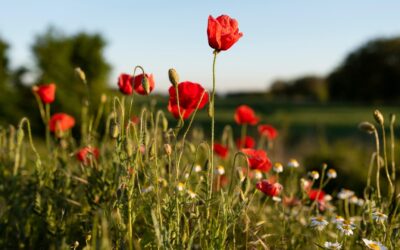Wycieczka szkolna w czerwcu – jak zamknąć rok szkolny aktywnie?